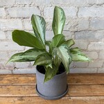 Aglaonema Silver Bay 6"
