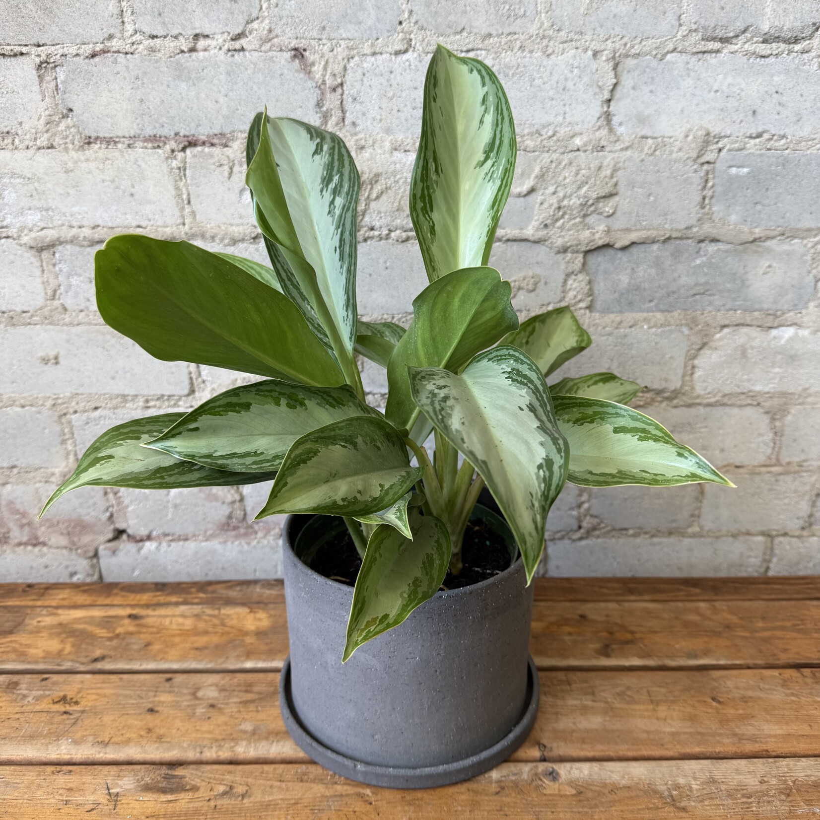 Aglaonema Silver Bay 6"