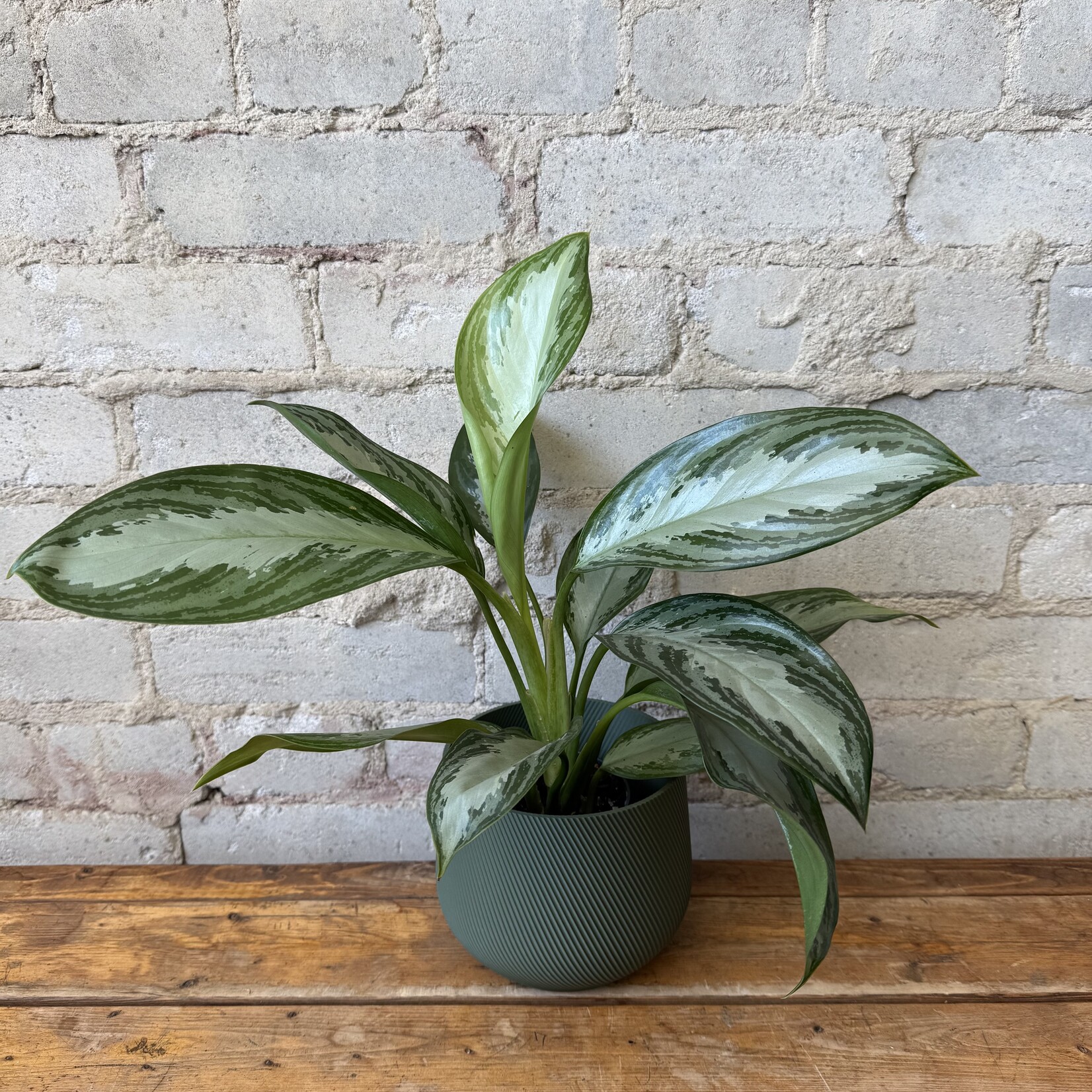 Aglaonema Silver Bay 4"