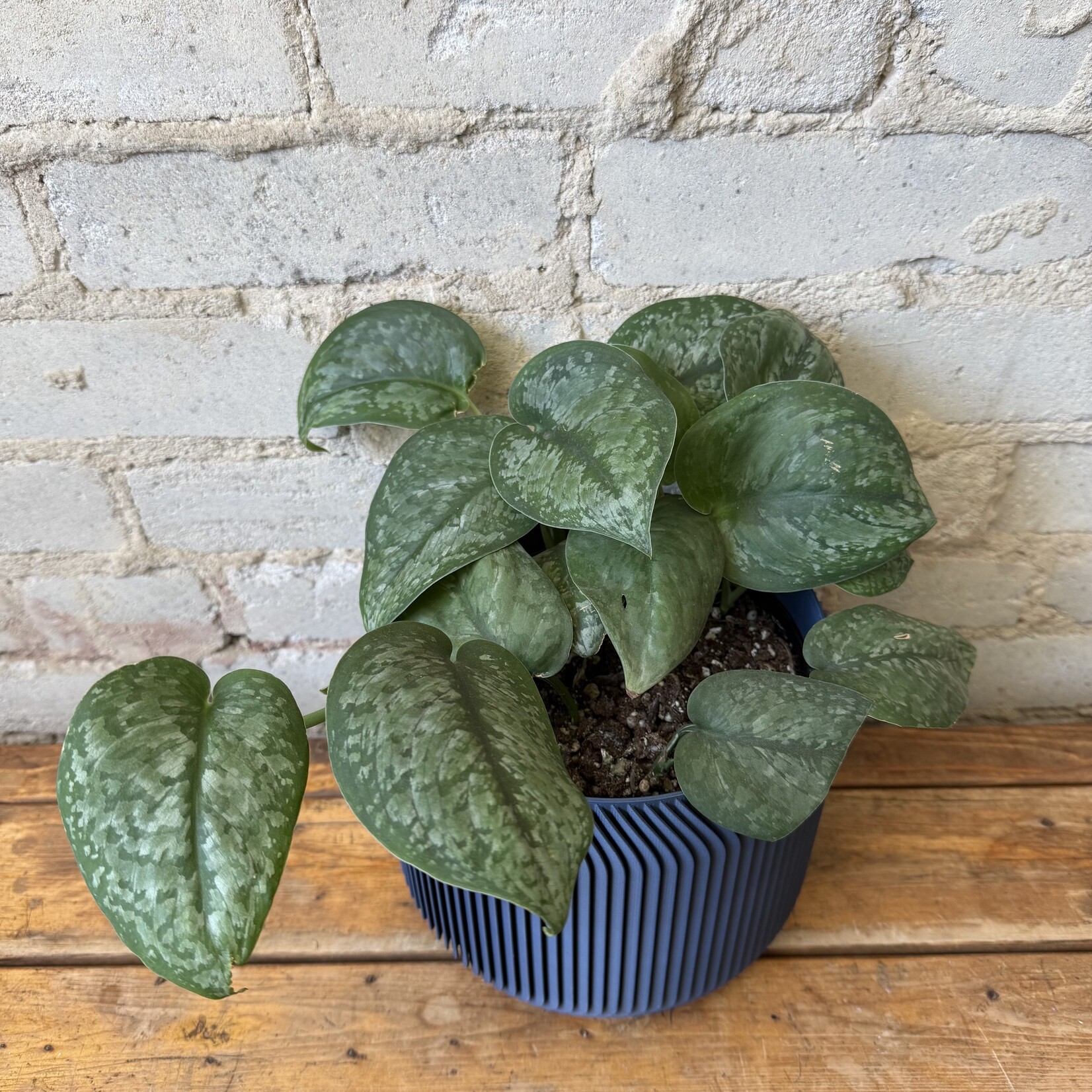 Scindapsus Pictus 'Mount Salak' 6"