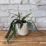 Ric Rac / Fishbone Orchid Cactus 4"