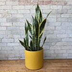 Sansevieria Laurentii 10"