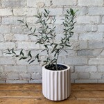Olive Tree 6"