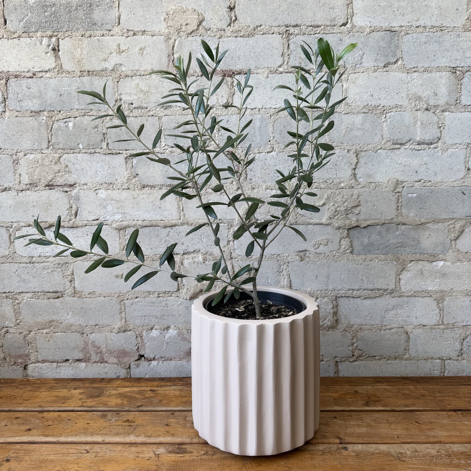 Olive Tree 6"