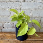 Neon Pothos 4"