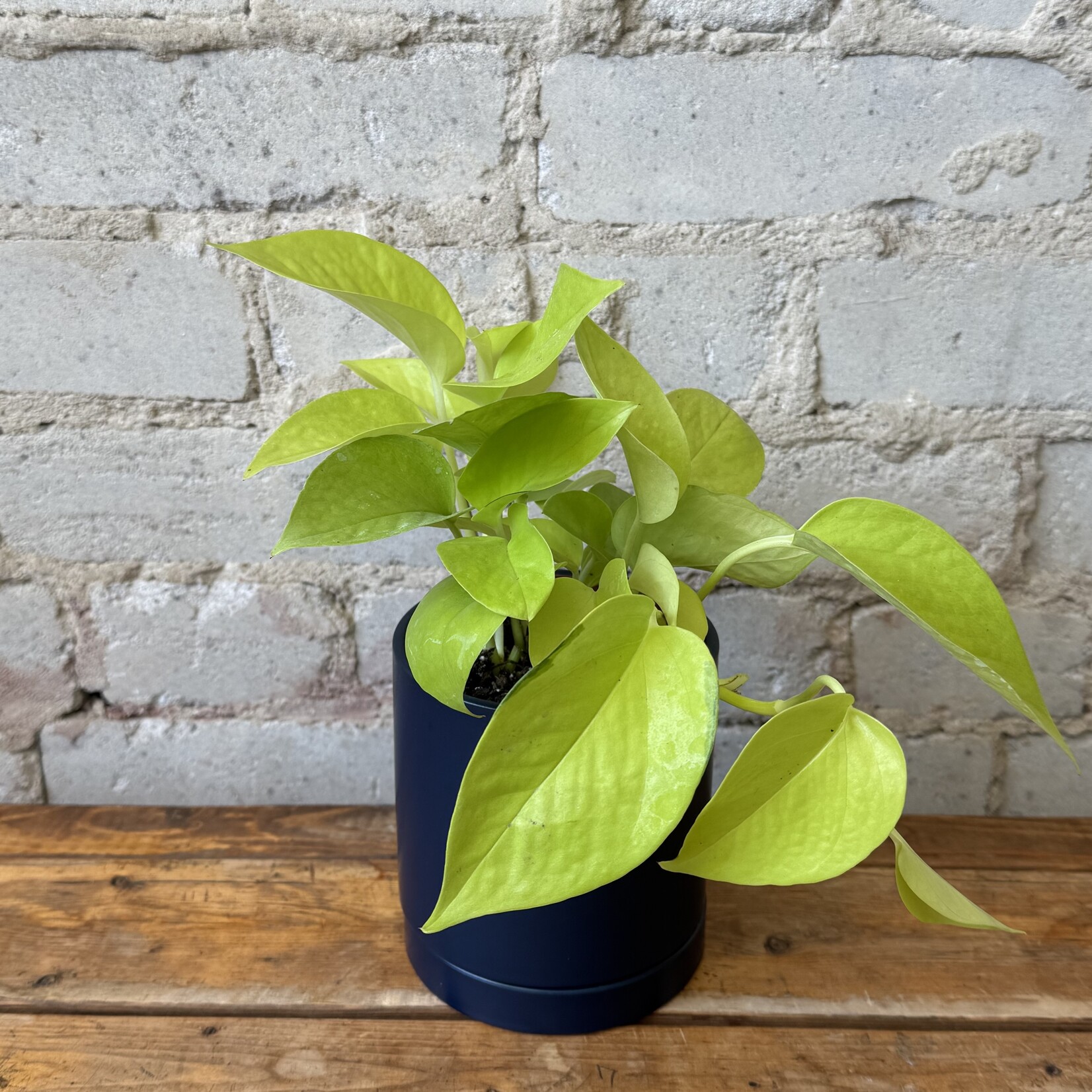 Neon Pothos 4"
