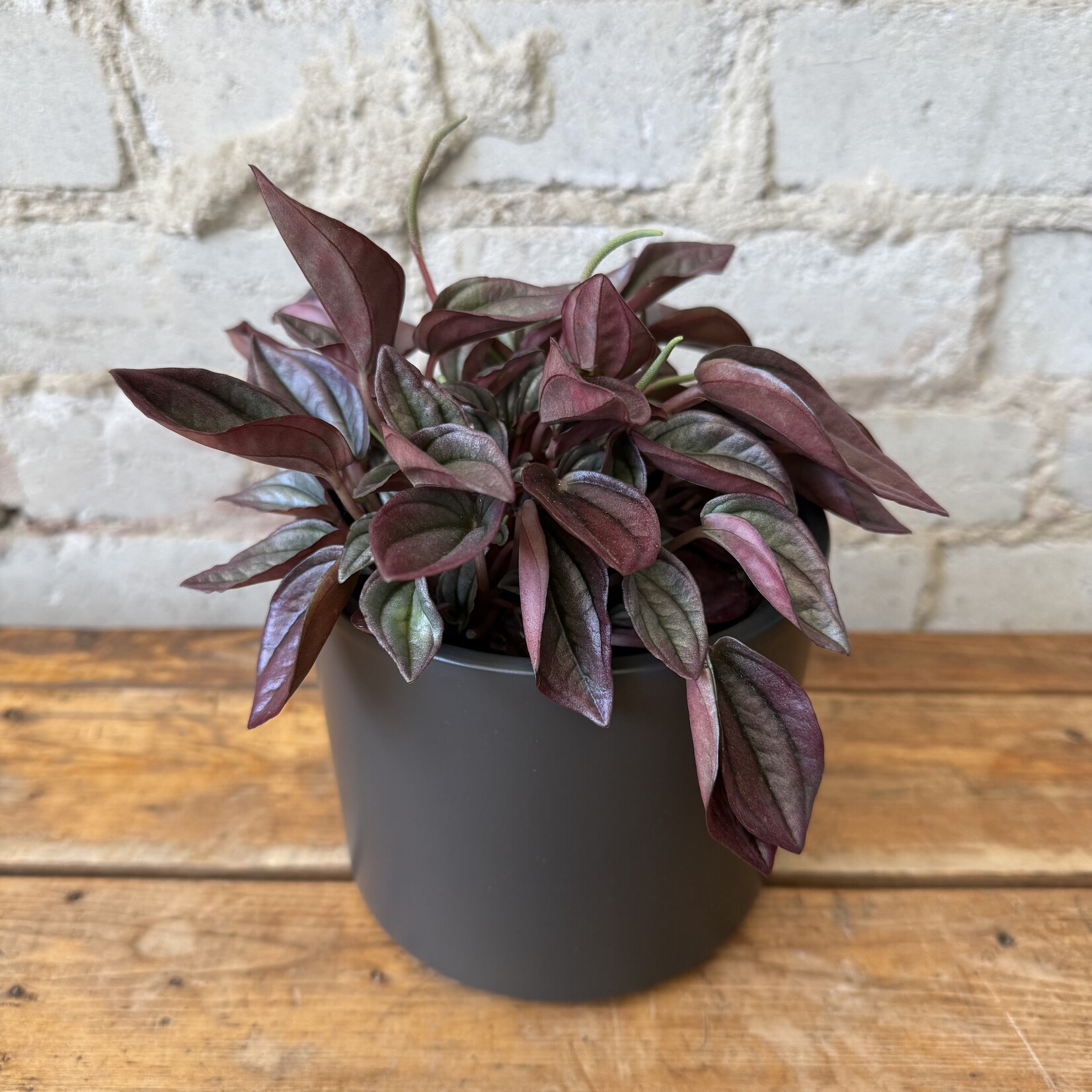 Peperomia Cayenne 5"