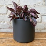 Assorted Pots Pillar Dark Grey (fits 5")