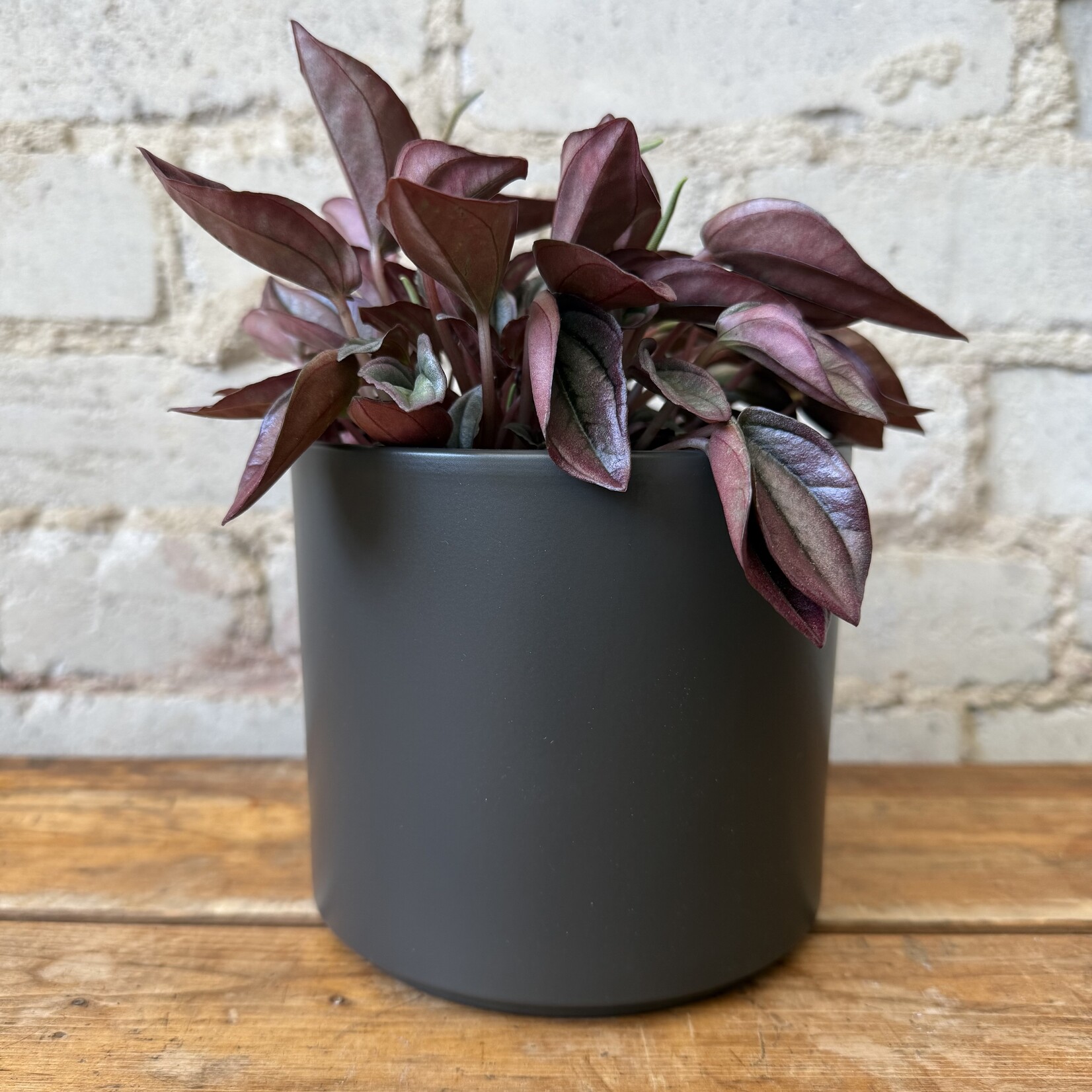 Assorted Pots Pillar Dark Grey (fits 5")