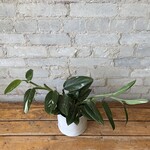 Monstera Standleyana Albo 6"