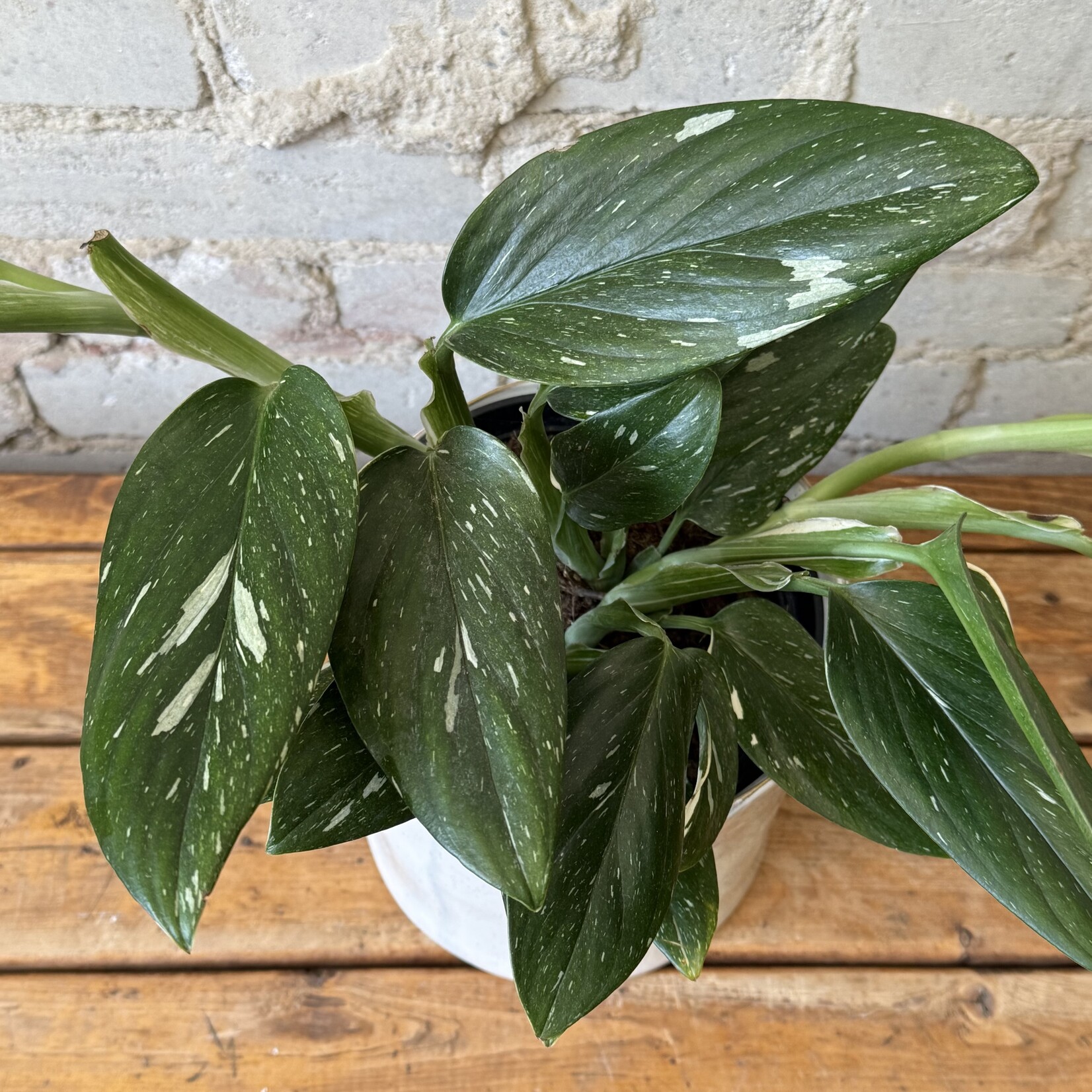 Monstera Standleyana Albo 6"