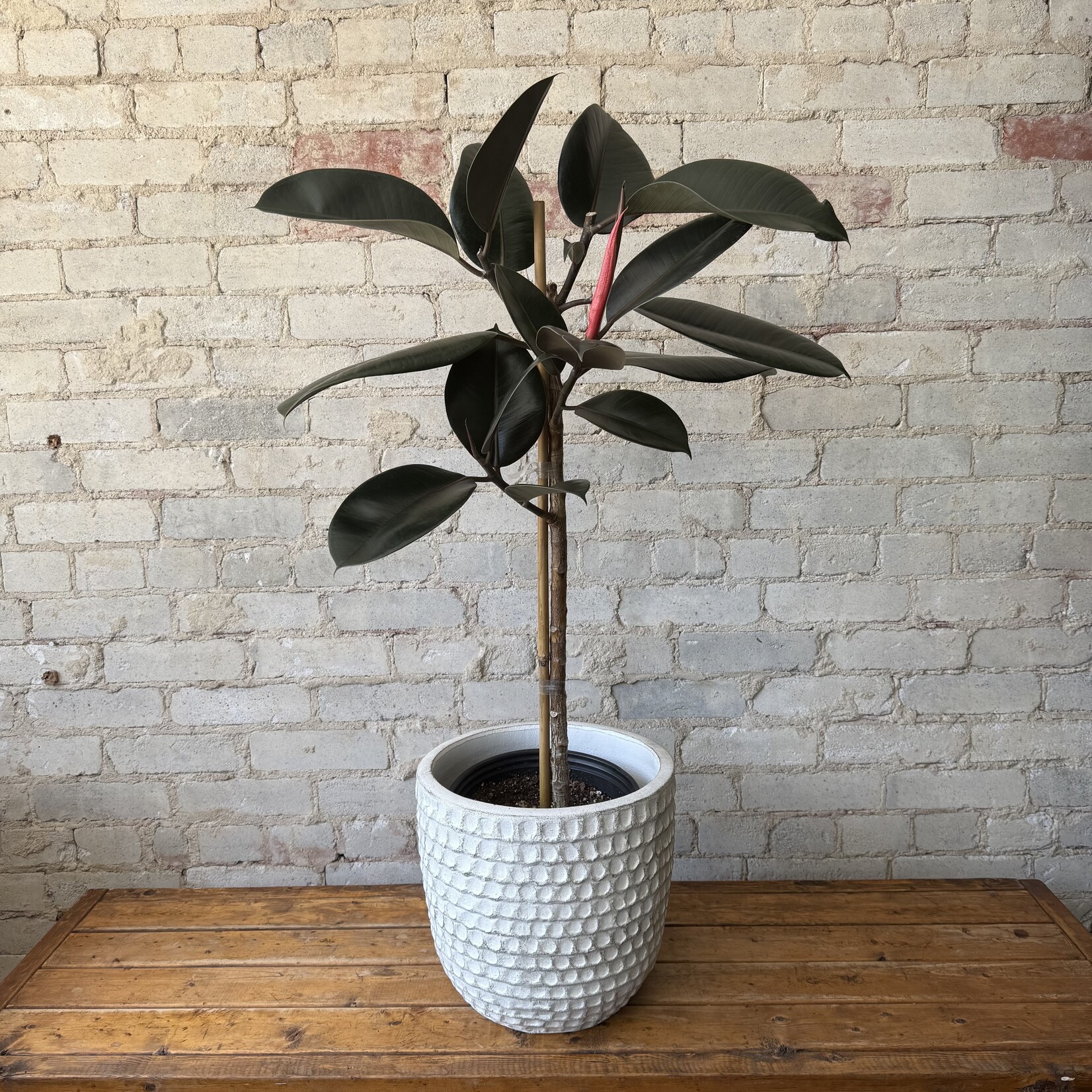 Ficus Elastica Burgundy Standard 10"