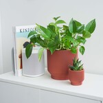 Conifer 3D - Spruce Rose 6"