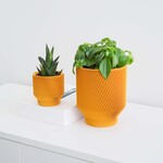 Conifer 3D Conifer 3D - Spruce Mustard 6"