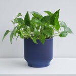 Conifer 3D - Spruce Blue 5"