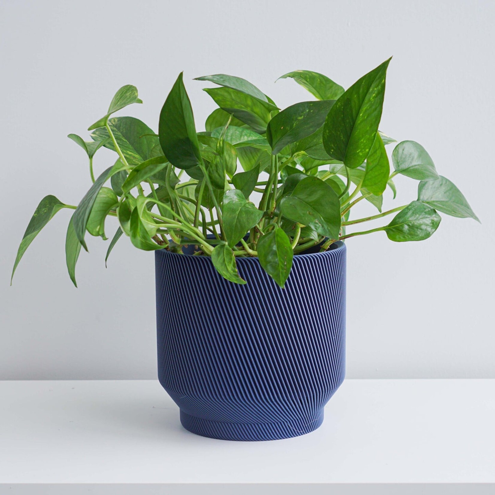 Conifer 3D - Spruce Blue 5"