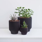 Conifer 3D Conifer 3D - Spruce Black 5"