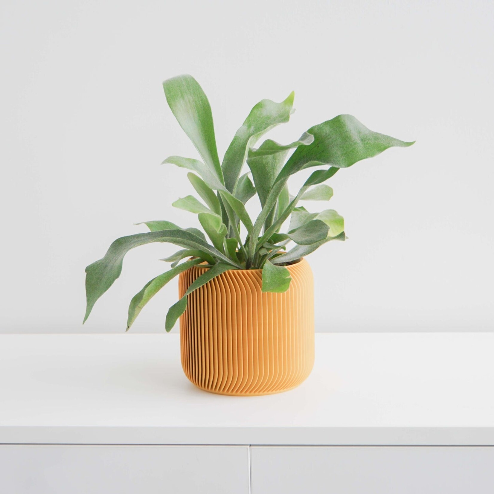 Conifer 3D Conifer 3D - Pine Mustard 6"