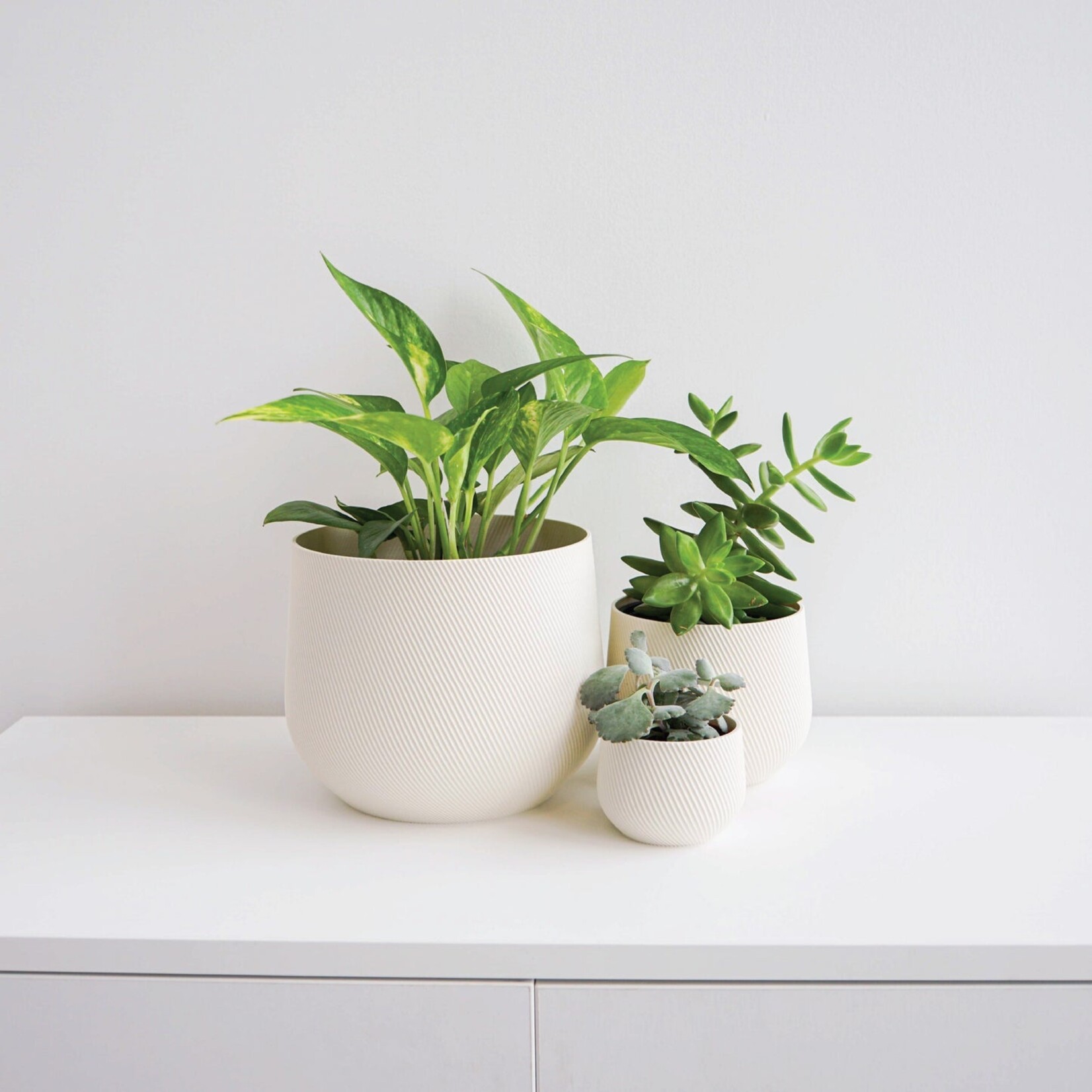 Conifer 3D - Juniper White 5"