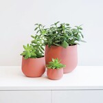 Conifer 3D - Juniper Rose 6"