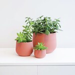 Conifer 3D Conifer 3D - Juniper Rose 5"