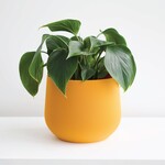 Conifer 3D - Juniper Mustard 6"