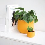 Conifer 3D Conifer 3D - Juniper Mustard 5"