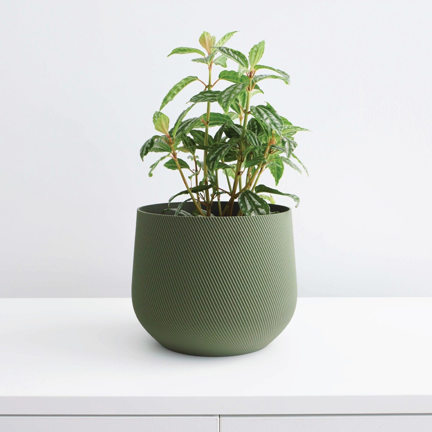 Conifer 3D Conifer 3D - Juniper Green 5"