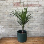 Spindle Palm 10"
