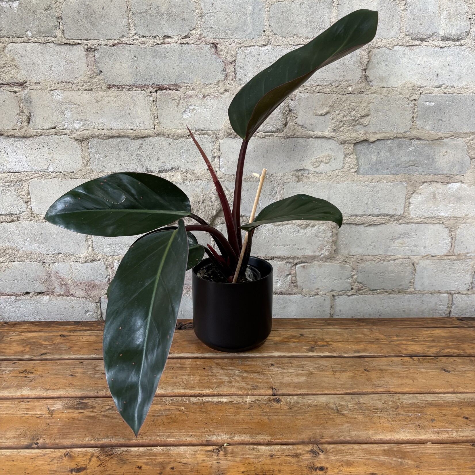 Philodendron Red Congo 4"