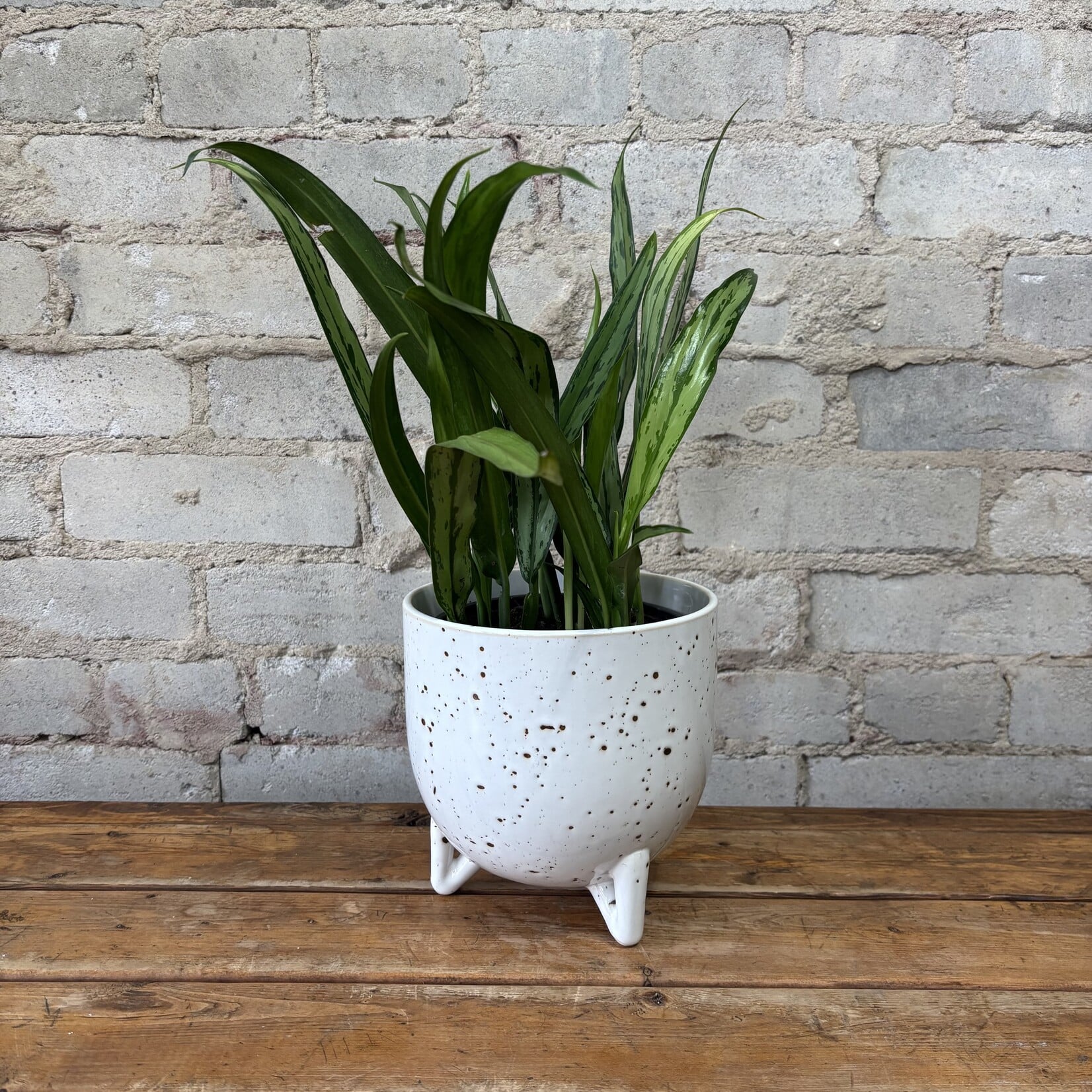 Aglaonema Cutlass 6"
