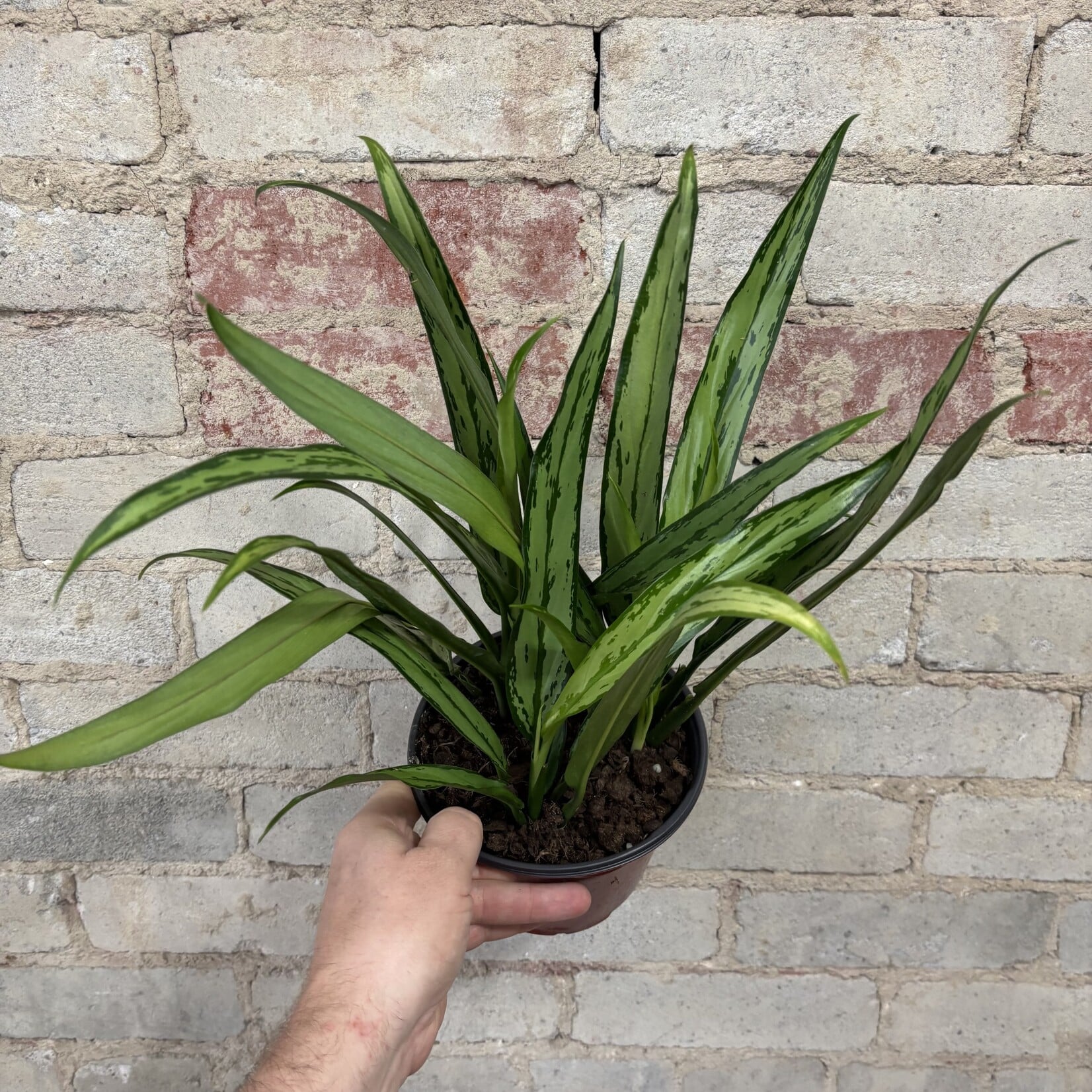 Aglaonema Cutlass 6"