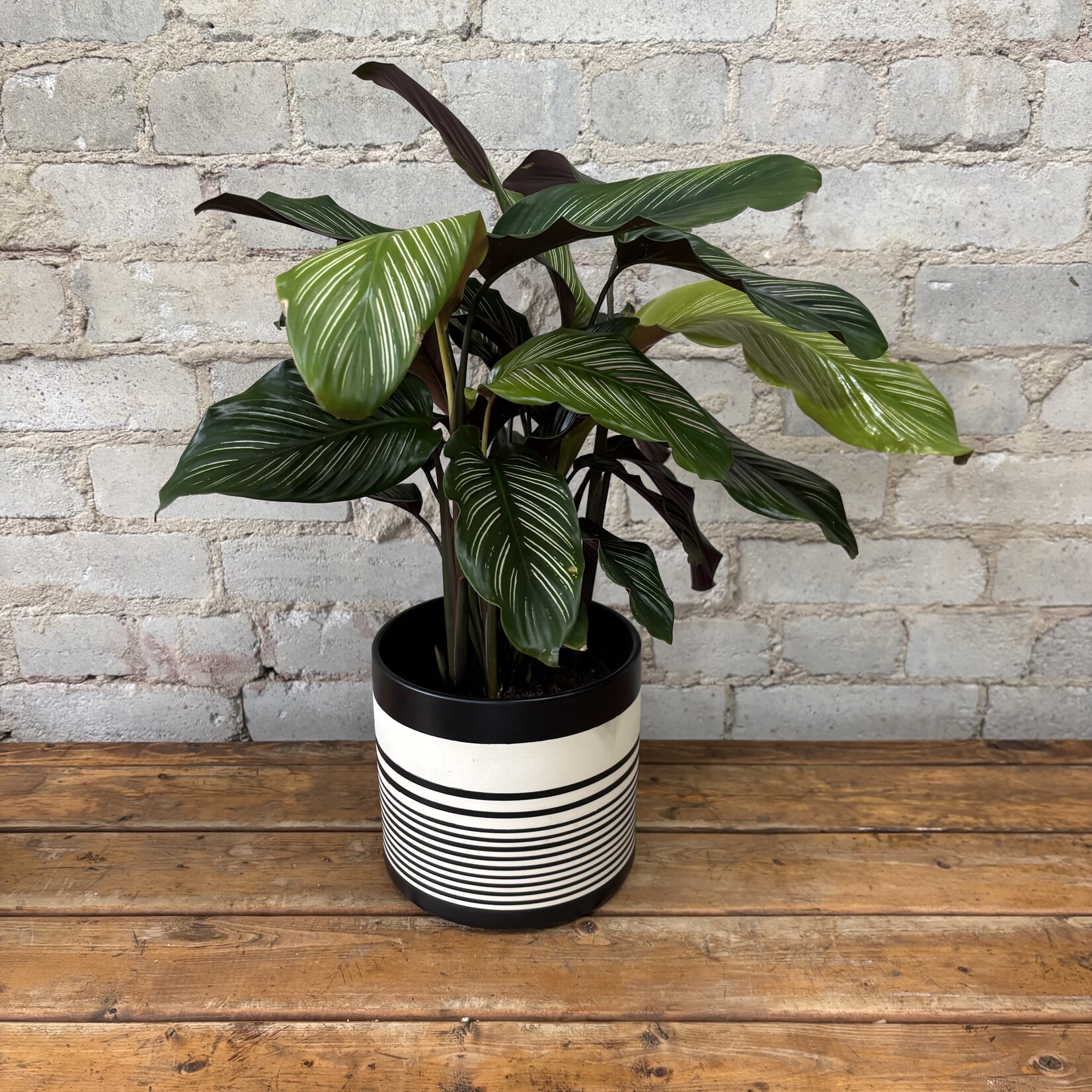 Calathea Ornata 6"