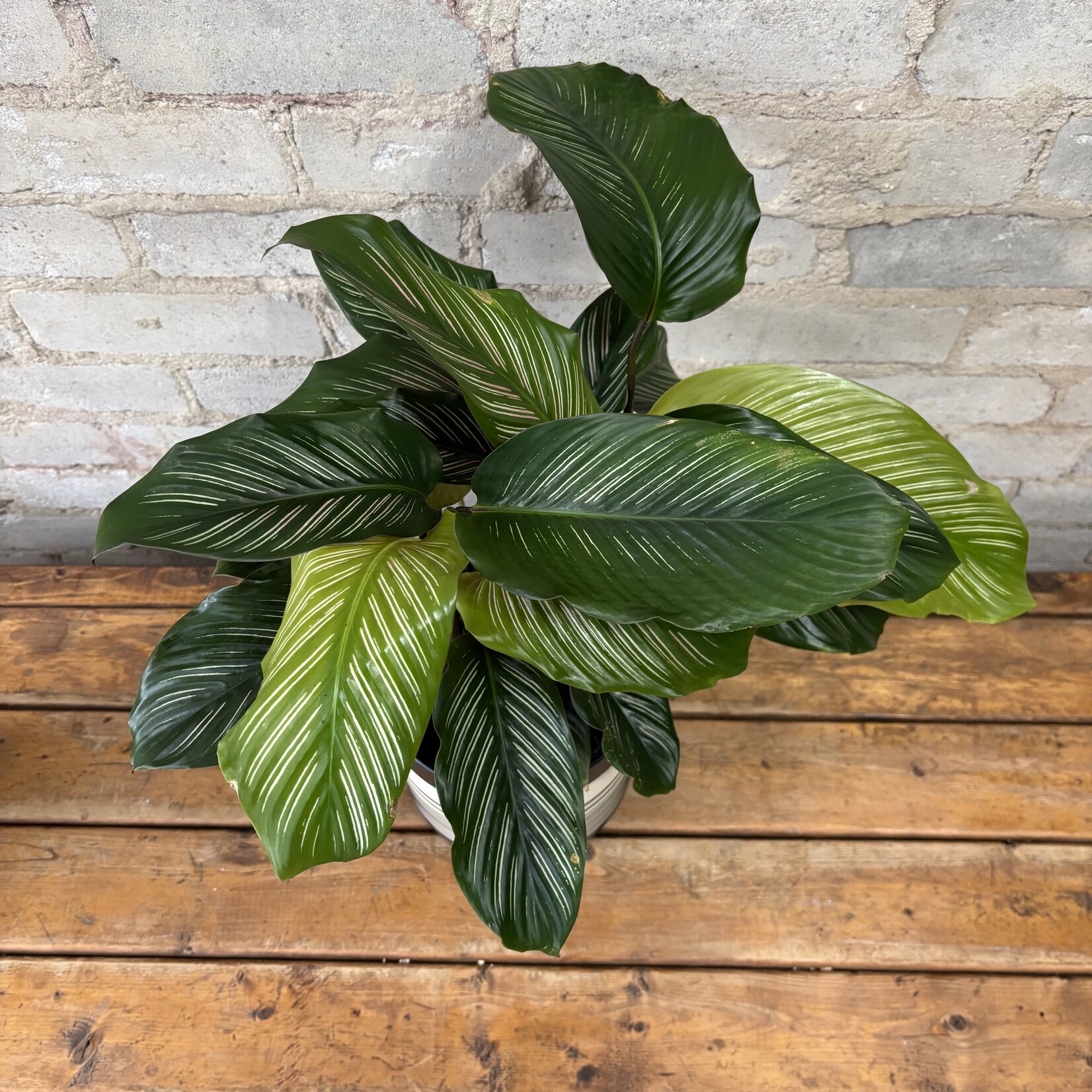 Calathea Ornata 6"