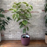 Ficus Altissima Standard 12"