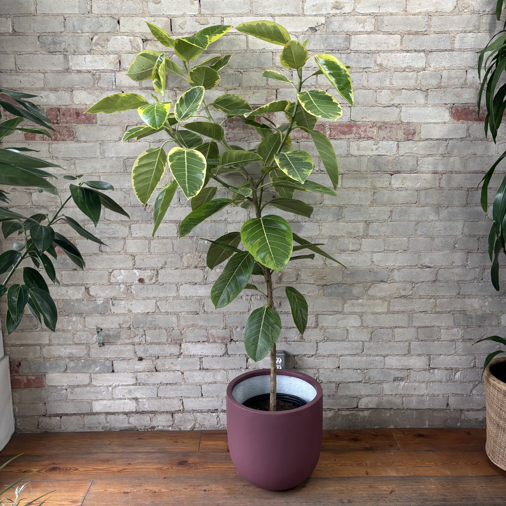 Ficus Altissima Standard 12"