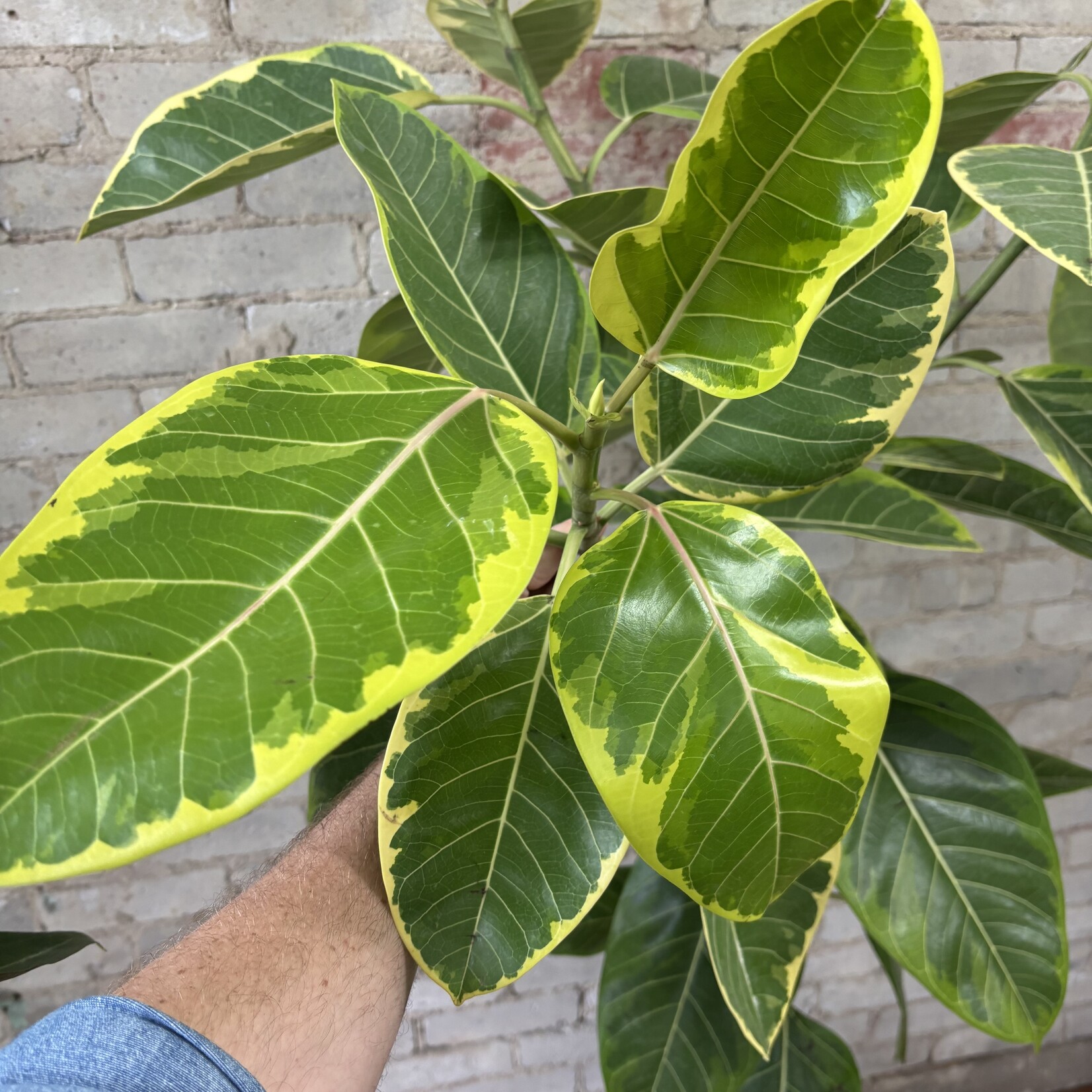 Ficus Altissima Standard 12"