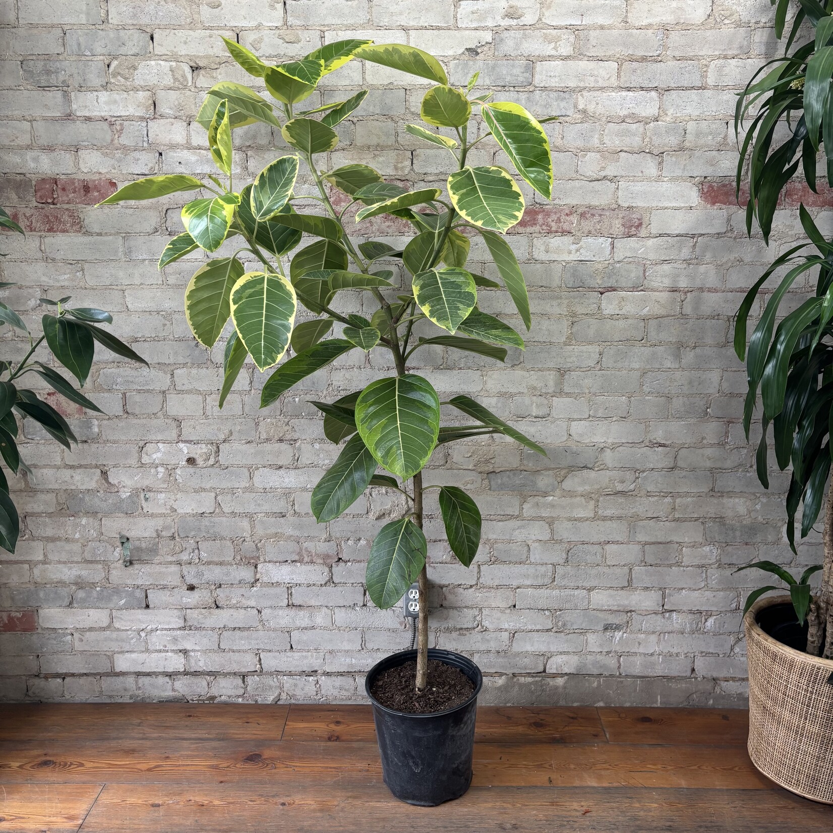 Ficus Altissima Standard 12"