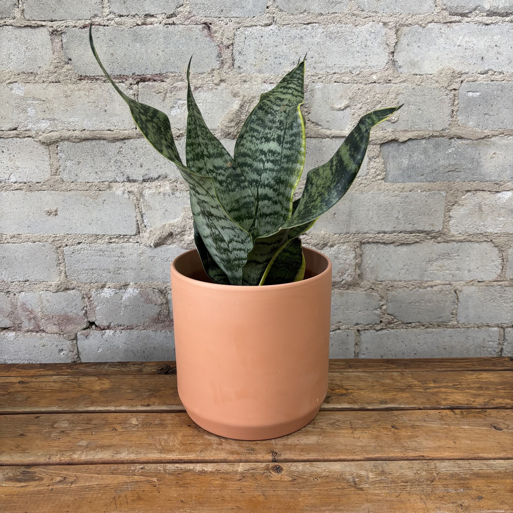 Sansevieria Futura Superba 6"