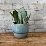 Sansevieria Moonshine 6"