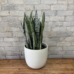 Sansevieria Zeylanica 8"