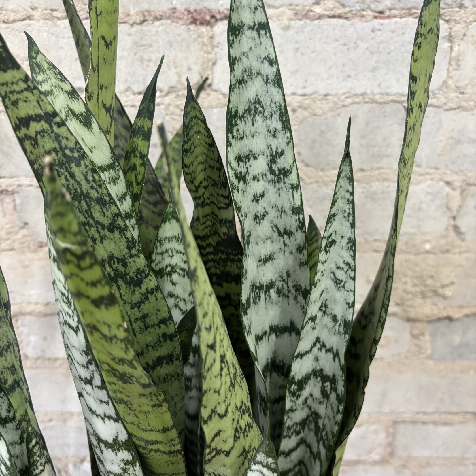 Sansevieria Zeylanica 8"