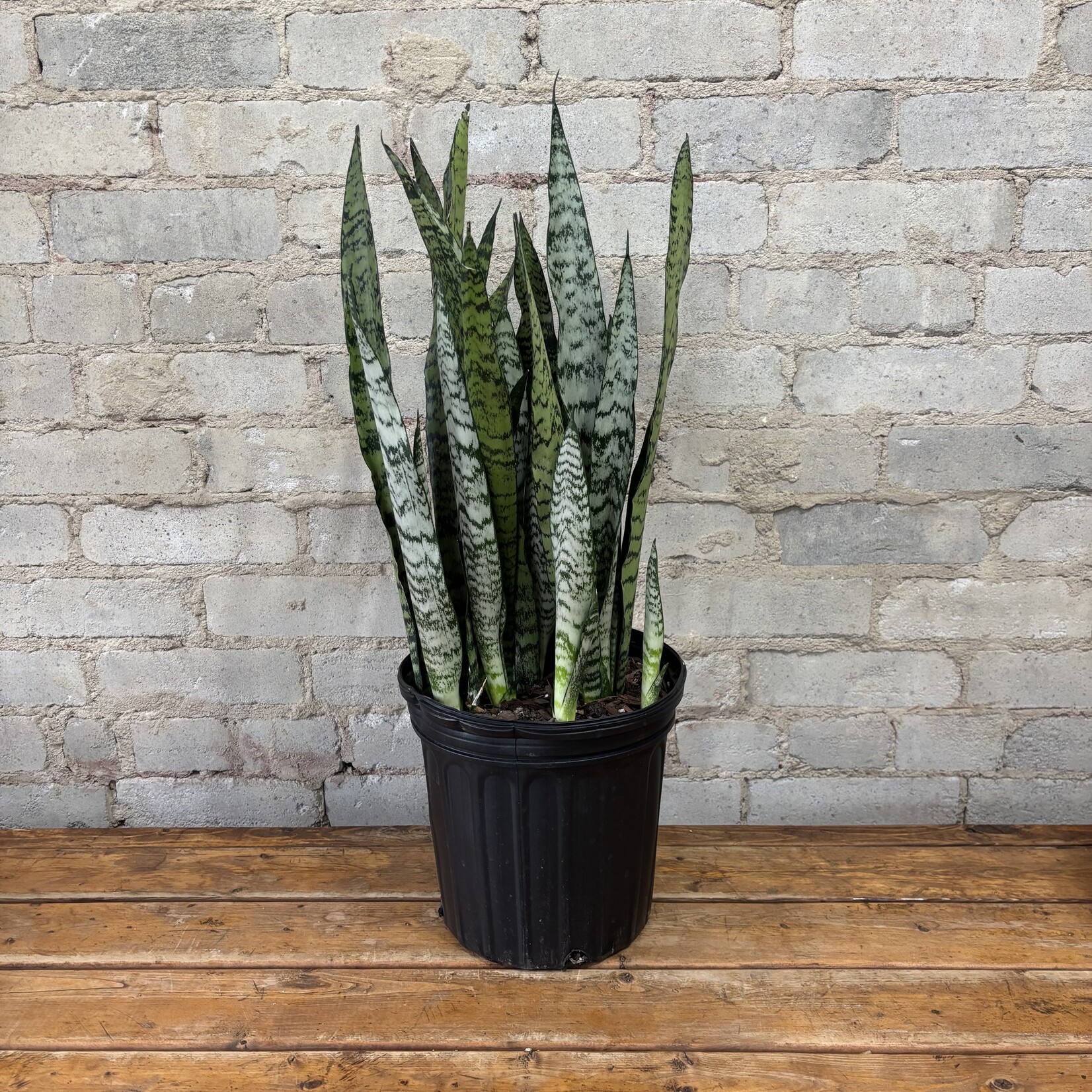 Sansevieria Zeylanica 8"