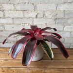 Bromeliad Neoregelia Franca 6"