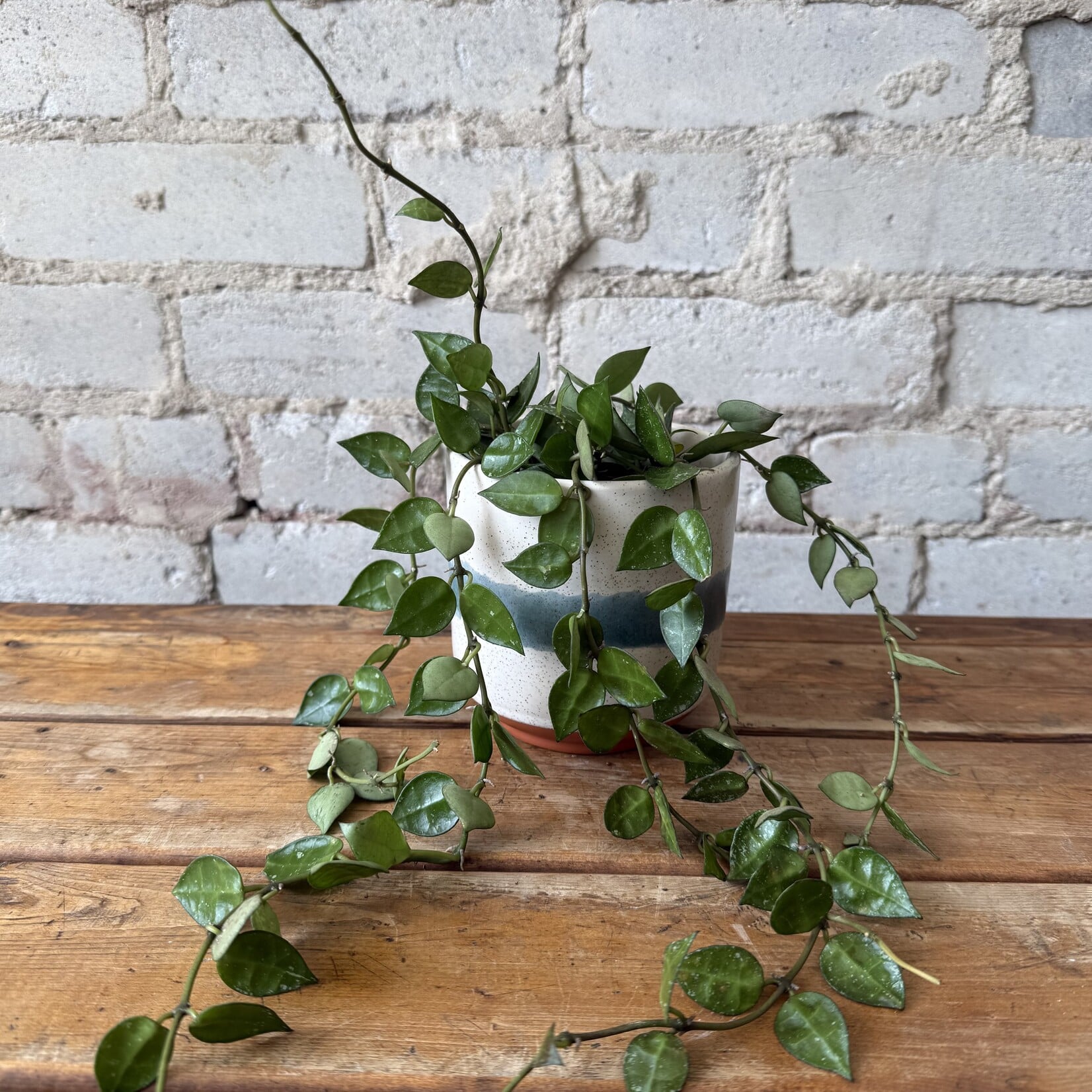 Hoya Krohniana Splash 3.5"