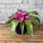 Bromeliad Neoregelia 'Shocking Pink' 6"