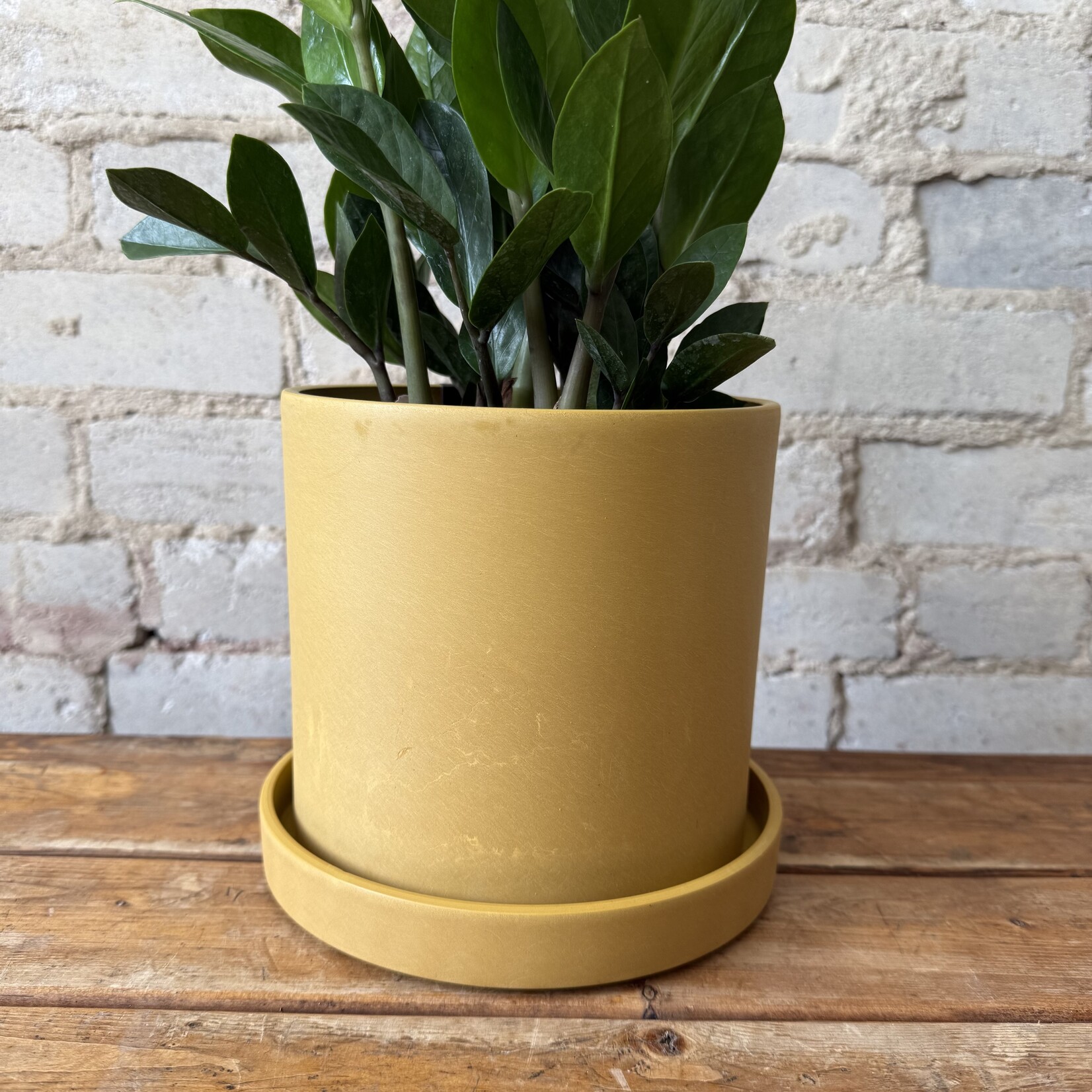 Kanso Designs 'Mustard Seed' Pot with Saucer (fits 6.5")