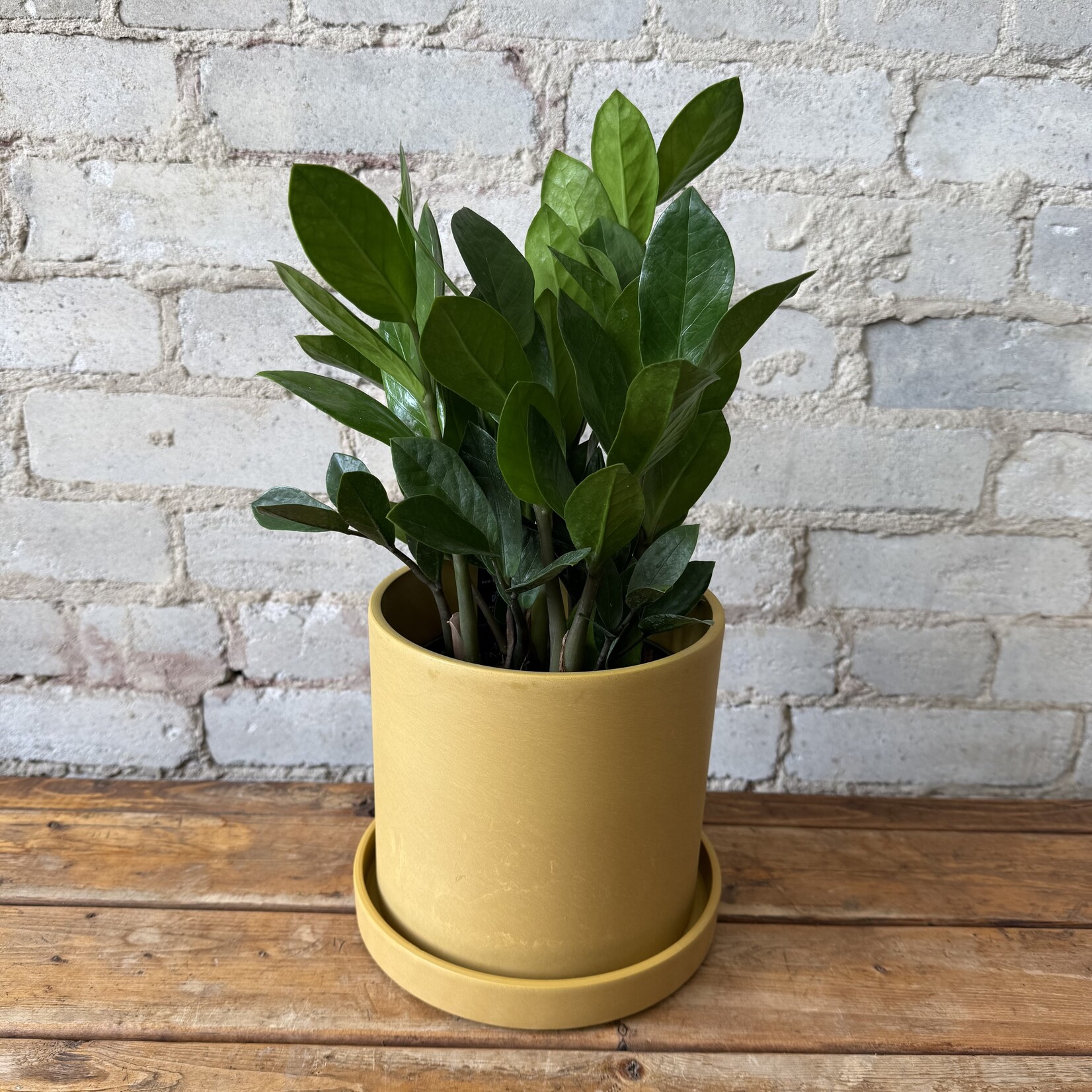 Kanso Designs 'Mustard Seed' Pot with Saucer (fits 6.5")