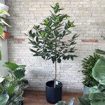 Cinnamon Tree 14"