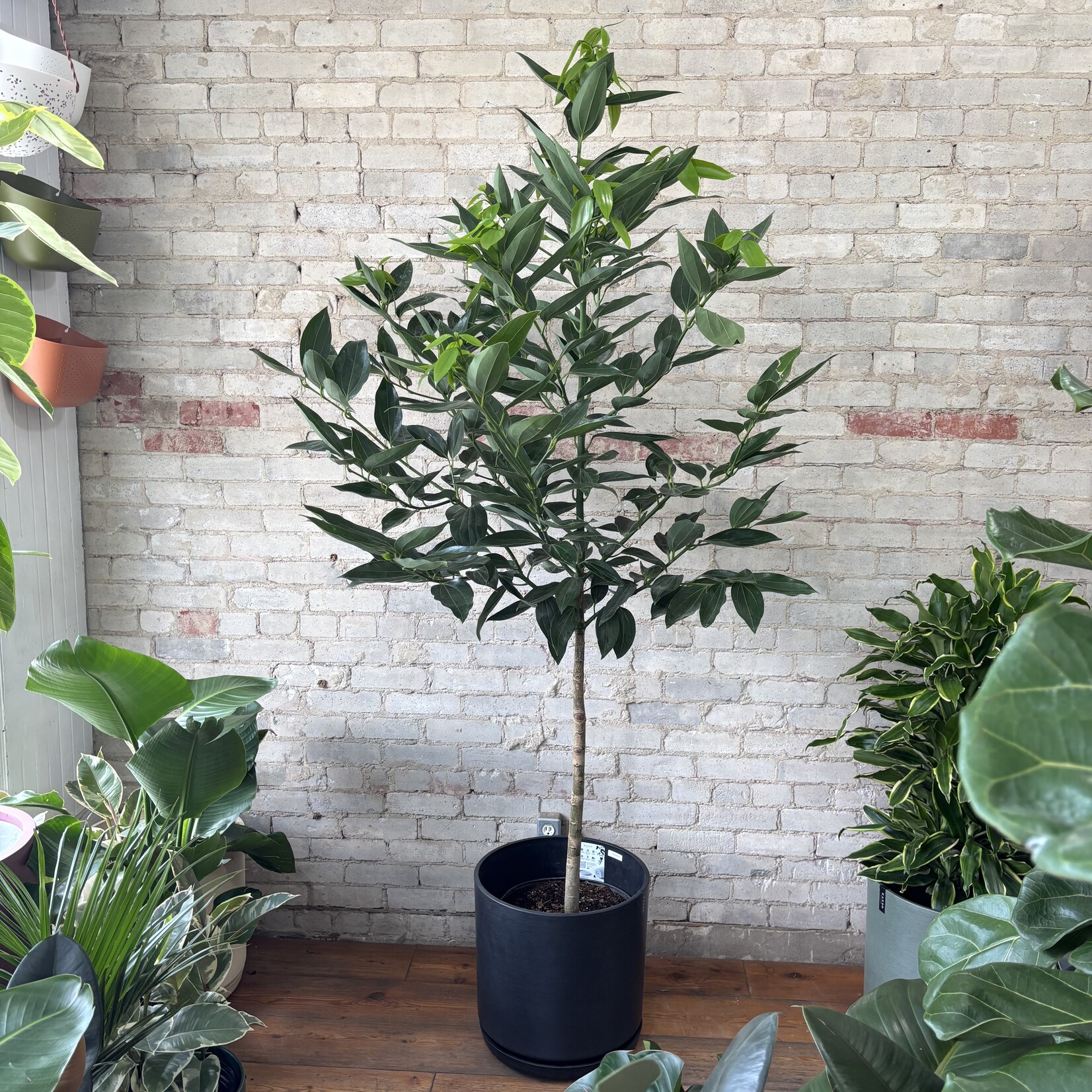 Cinnamon Tree 14"